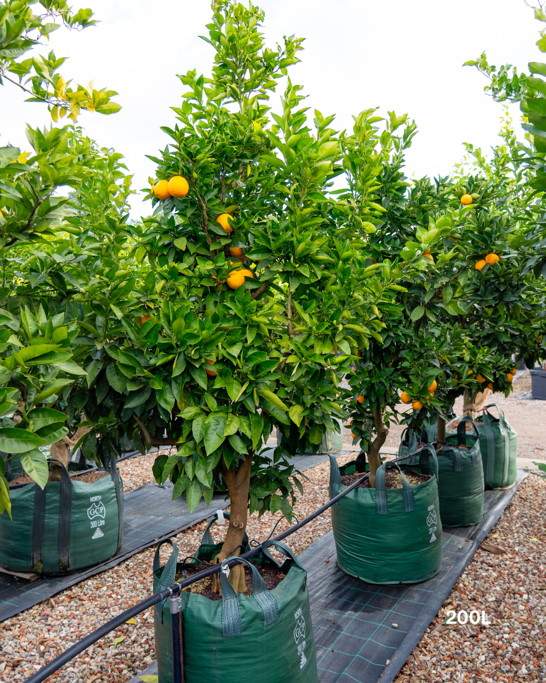 Citrus sinensis ‘Blood Orange’ – Blood Orange Tree