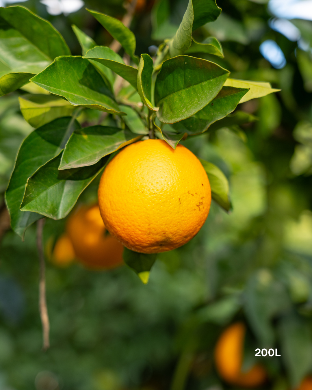 Citrus sinensis ‘Blood Orange’ – Blood Orange Tree