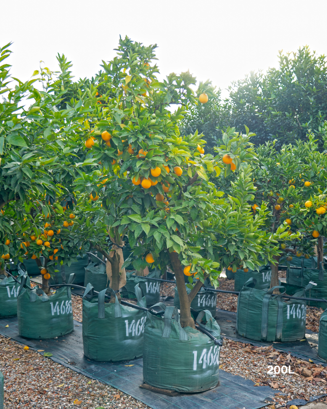 Citrus sinensis ‘Blood Orange’ – Blood Orange Tree