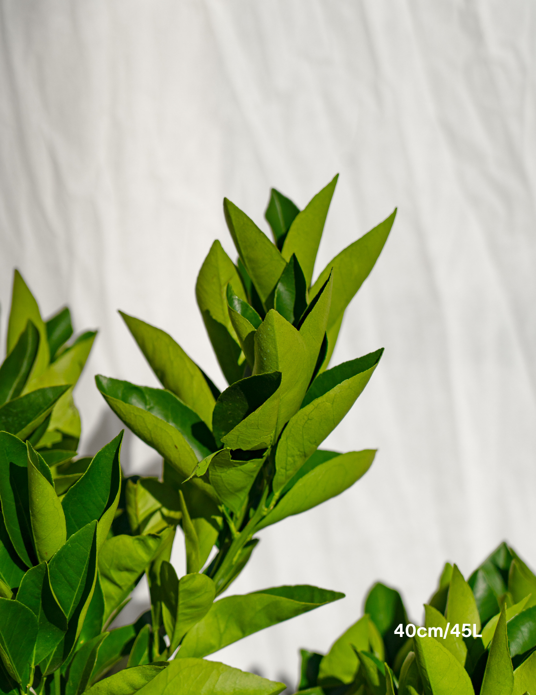 Citrus sinensis ‘Washington Navel’ – Washington Navel Orange Tree