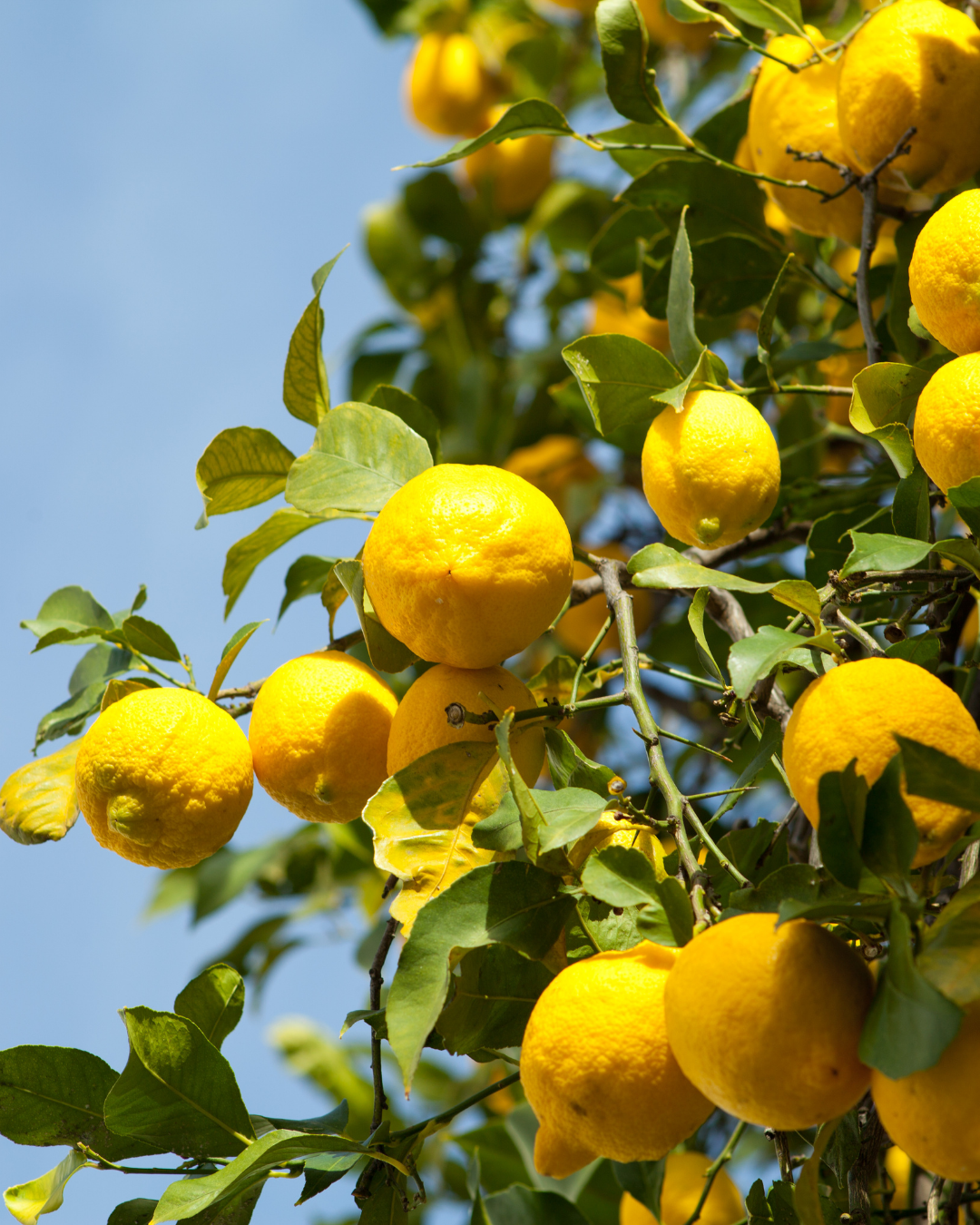 Citrus - Lemon Lisbon