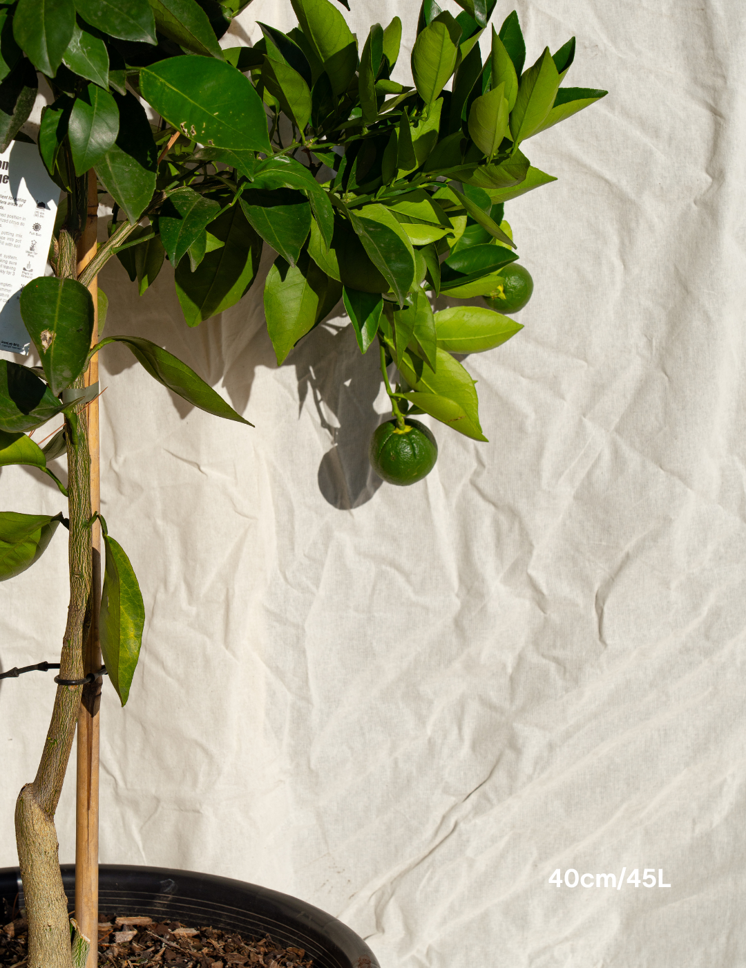 Citrus sinensis ‘Washington Navel’ – Washington Navel Orange Tree