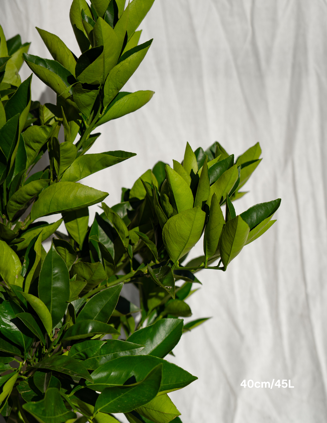 Citrus sinensis ‘Washington Navel’ – Washington Navel Orange Tree