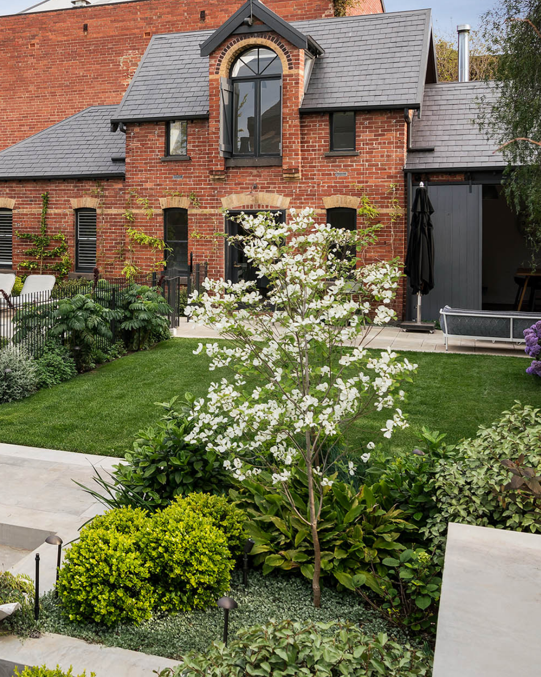 Cornus x 'Eric Gennet' (Dogwood)