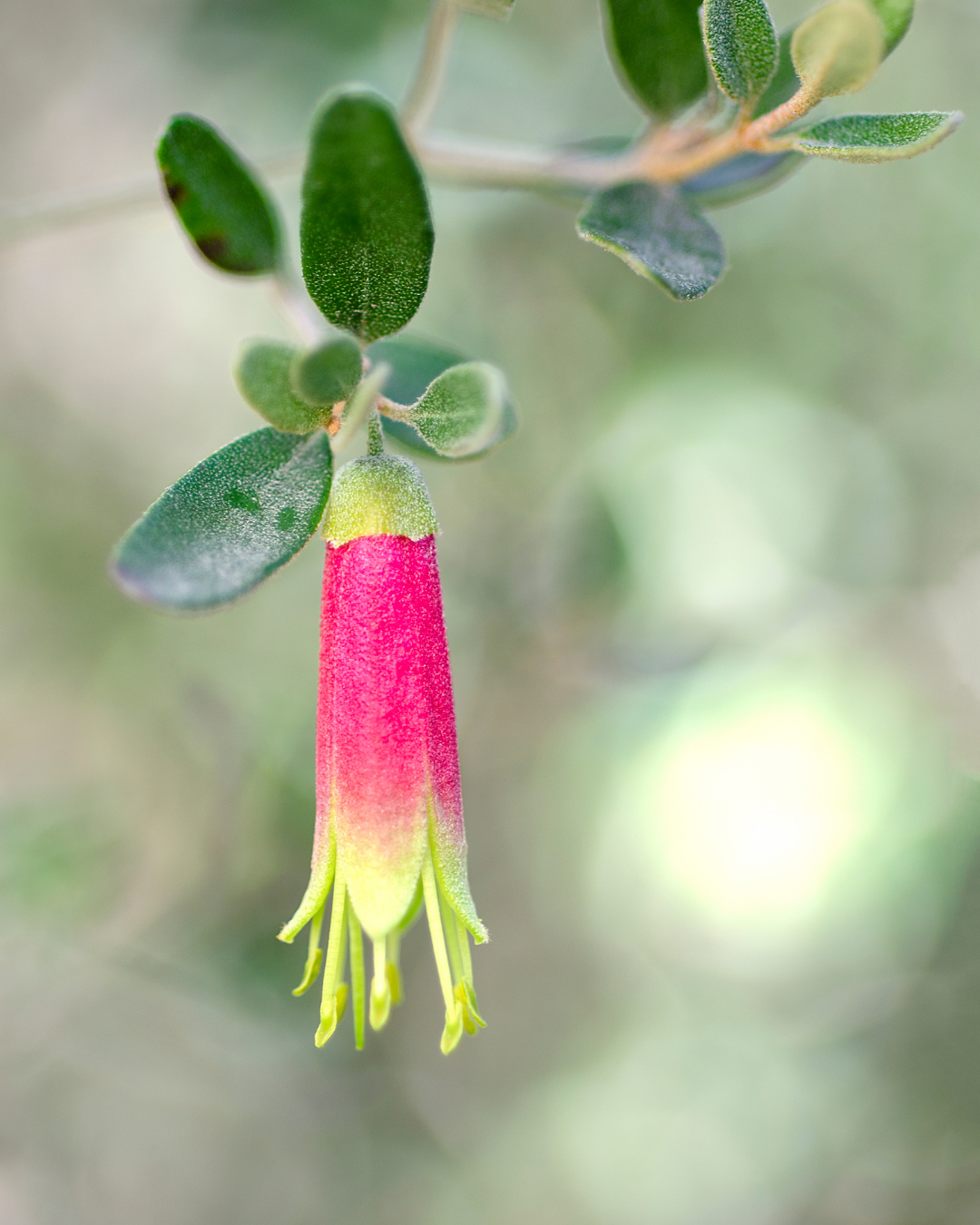 Correa 'Tucker Time Dinner Bells'