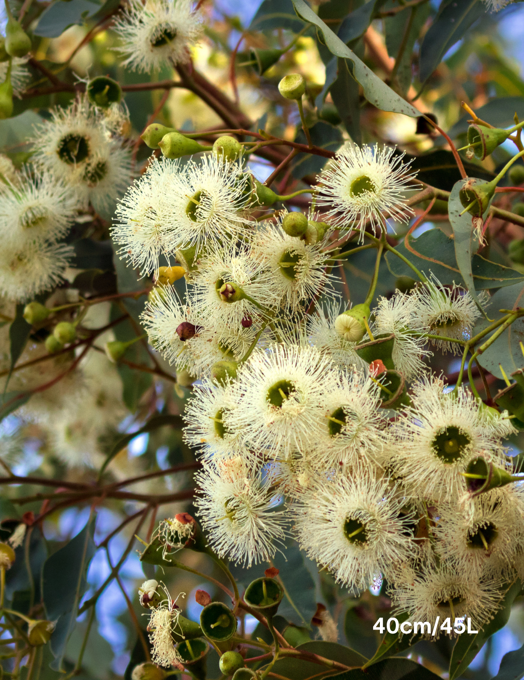 Corymbia Eximia - Evergreen Trees Direct
