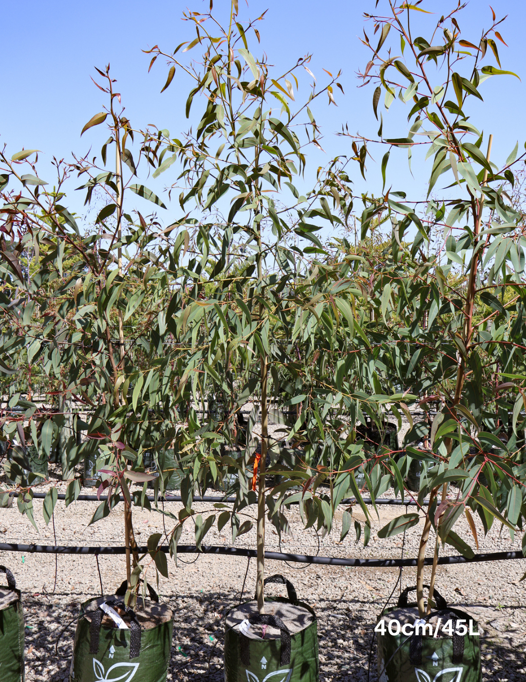 Corymbia Eximia - Evergreen Trees Direct
