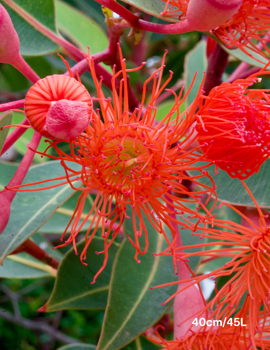Corymbia Ficifolia Wild Sunset - Evergreen Trees Direct