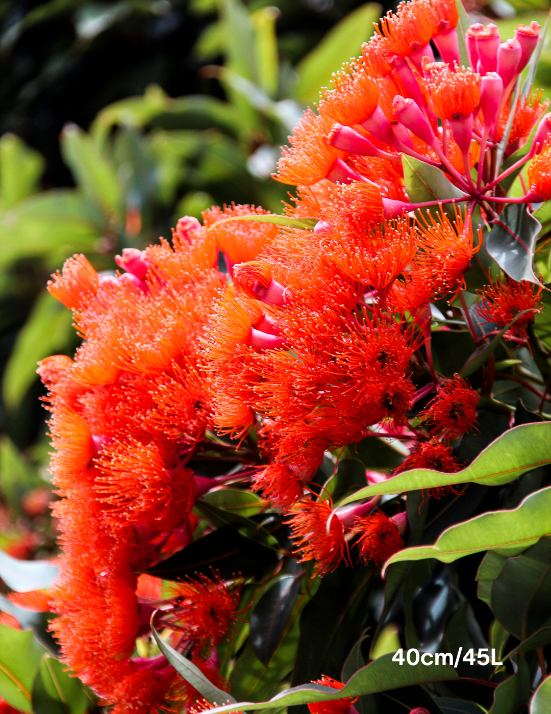 Corymbia Ficifolia Wild Sunset - Evergreen Trees Direct