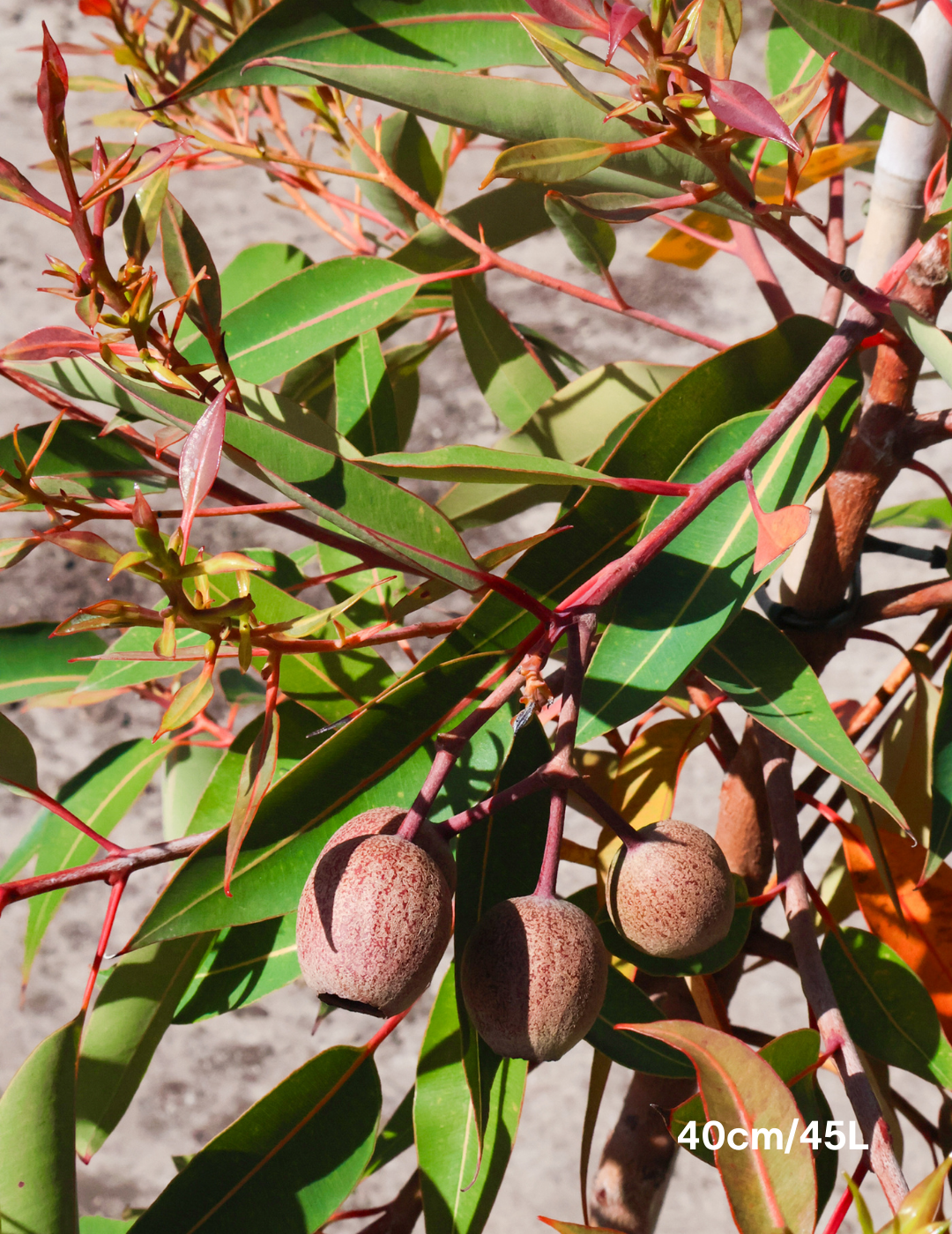 Corymbia Ficifolia Wild Sunset - Evergreen Trees Direct
