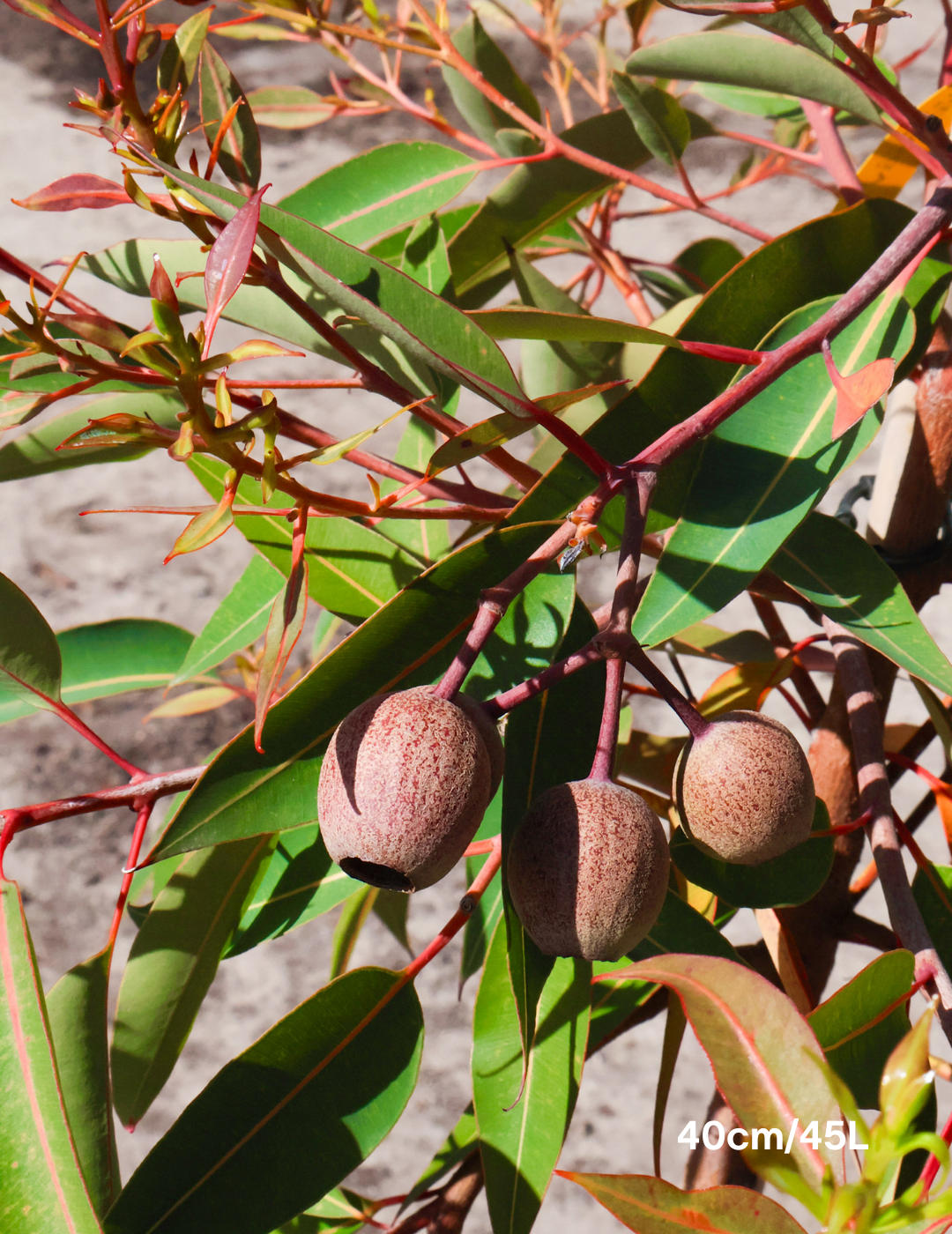 Corymbia Ficifolia Wild Sunset - Evergreen Trees Direct