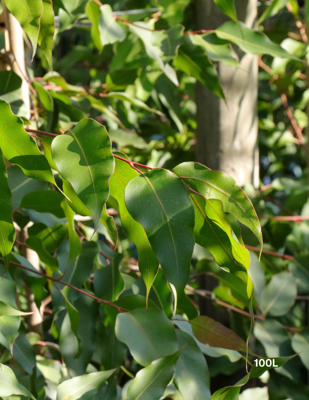 Corymbia maculata - Spotted Gum - Evergreen Trees Direct