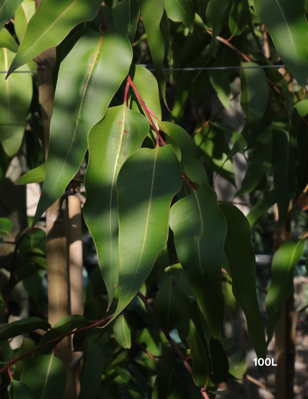 Corymbia maculata - Spotted Gum - Evergreen Trees Direct