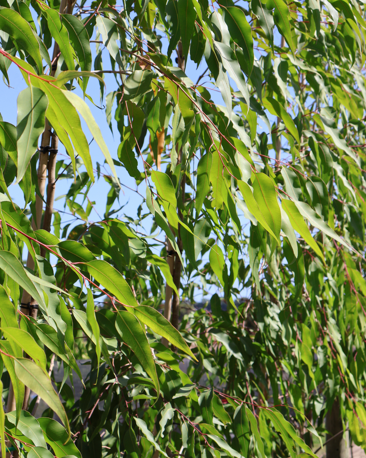 Corymbia maculata