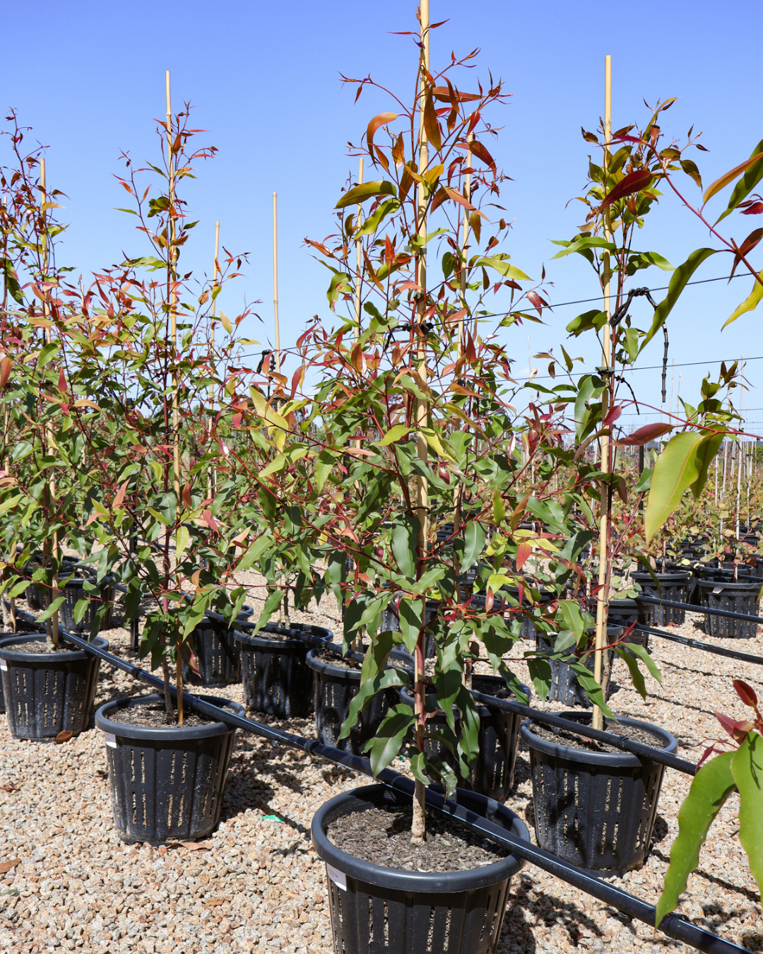 Corymbia eximia Yellow Bloodwood