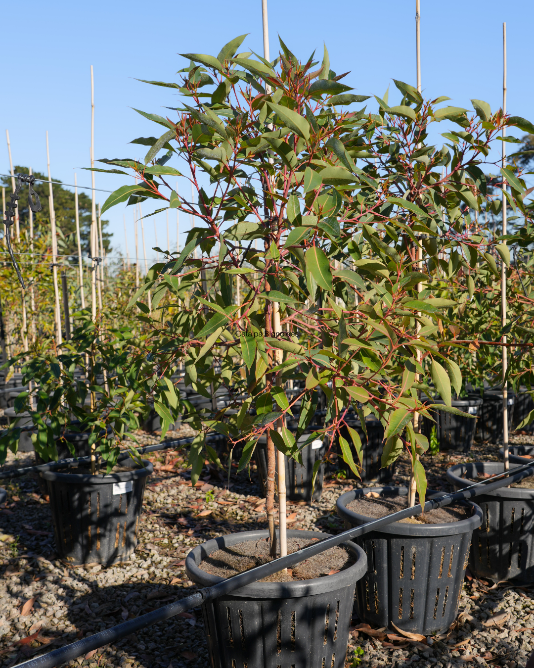 Corymbia Ficifolia 'Baby Orange'