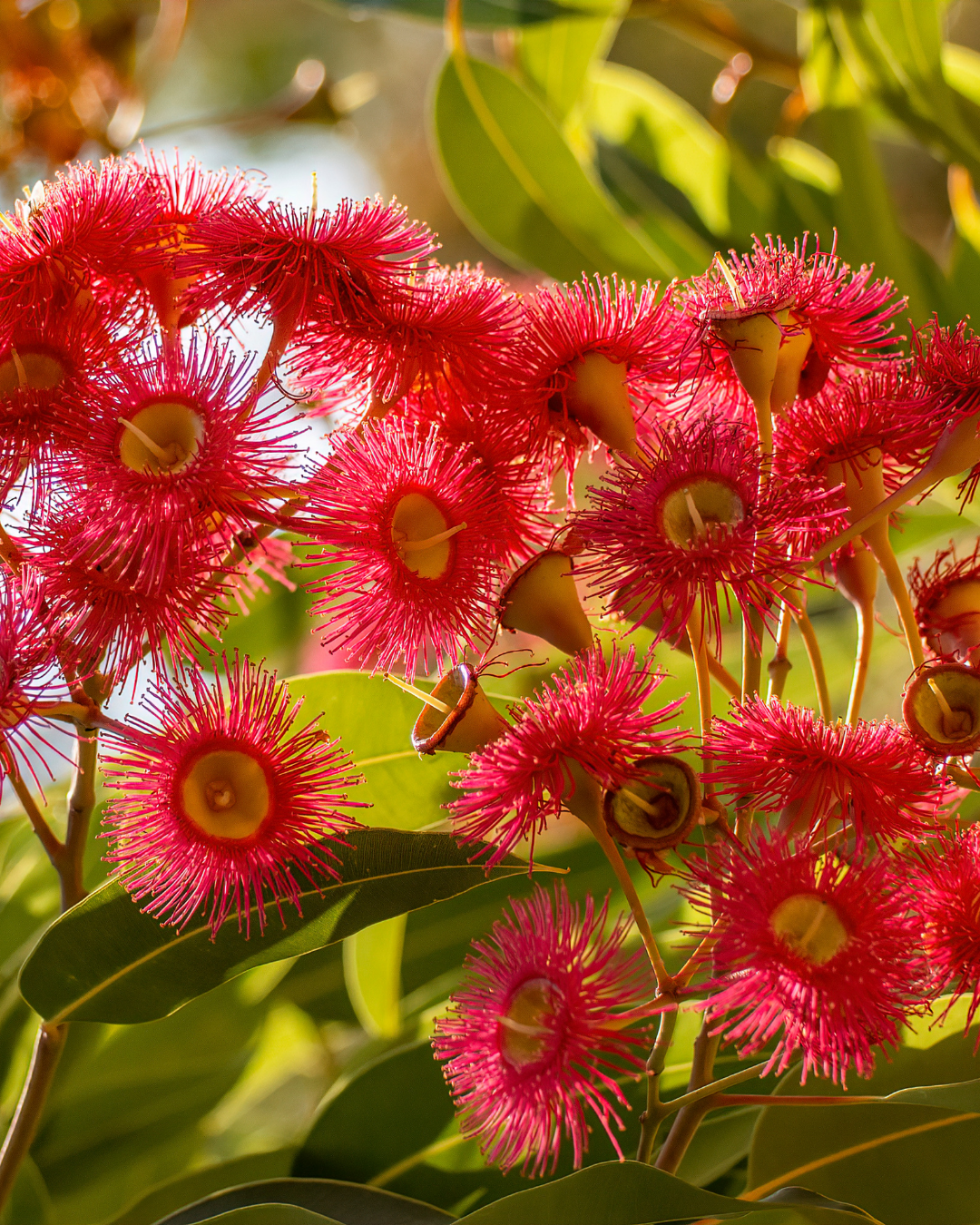 Corymbia Ficifolia Wild Sunset