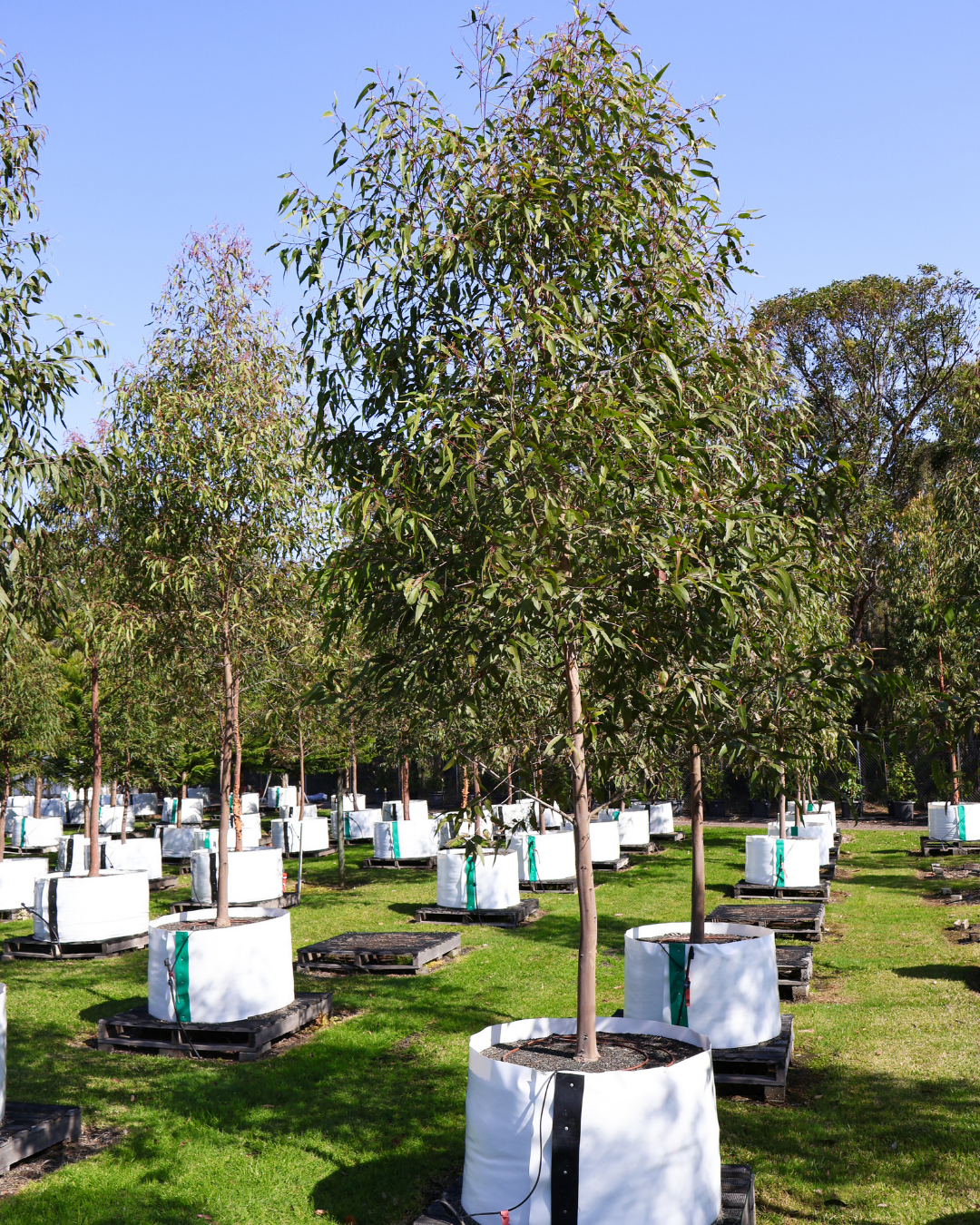 Corymbia citriodora 'Scentuous' Dwarf Lemon Scented Gum