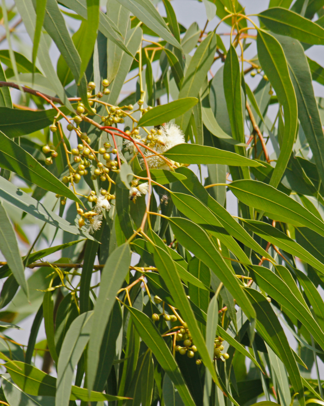 Corymbia citriodora Lemon Scented Gum