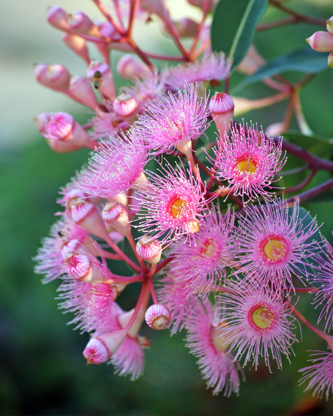 Corymbia ficifolia ‘Precious’ – Precious Flowering Gum