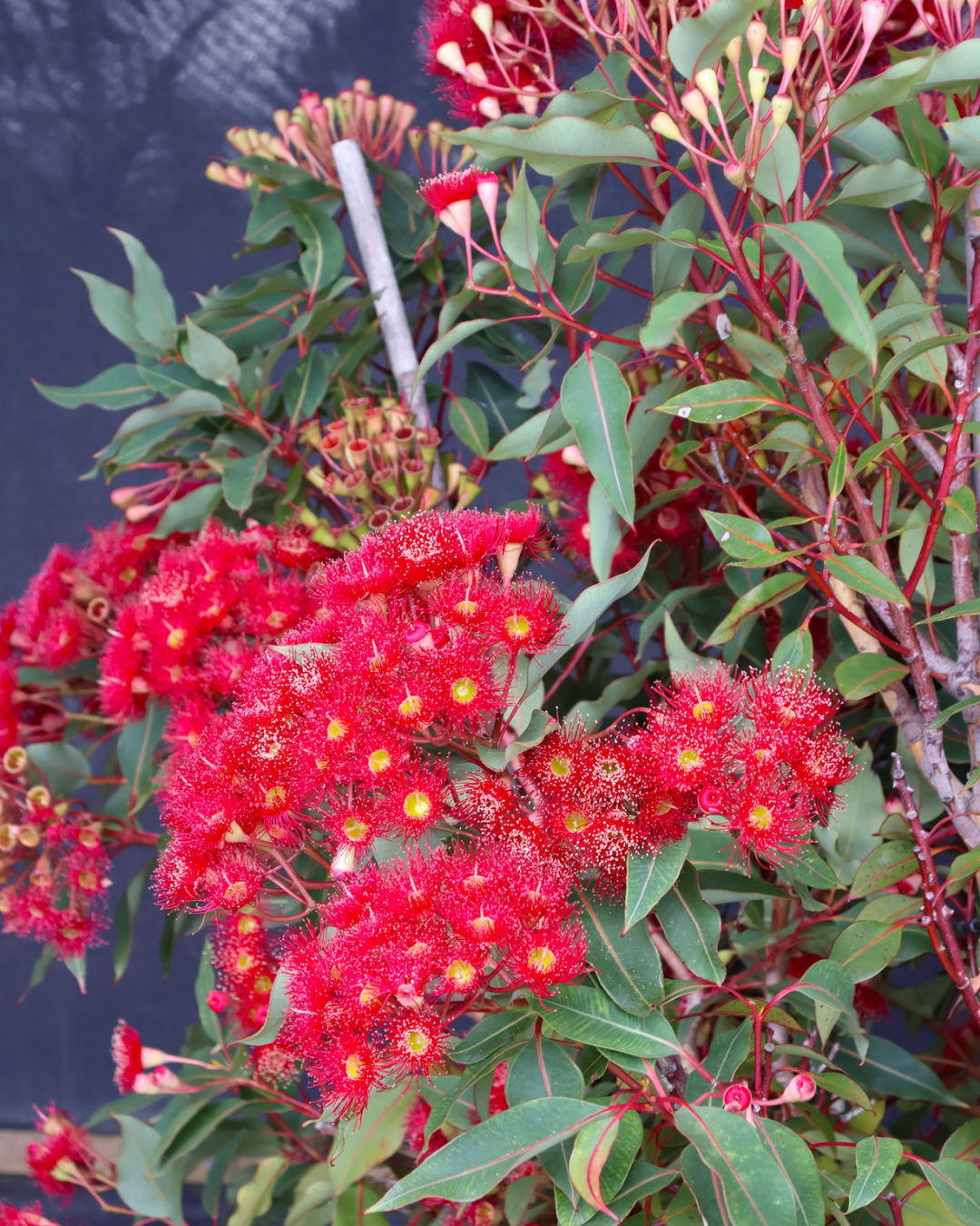 Corymbia ficifolia 'Wildfire'
