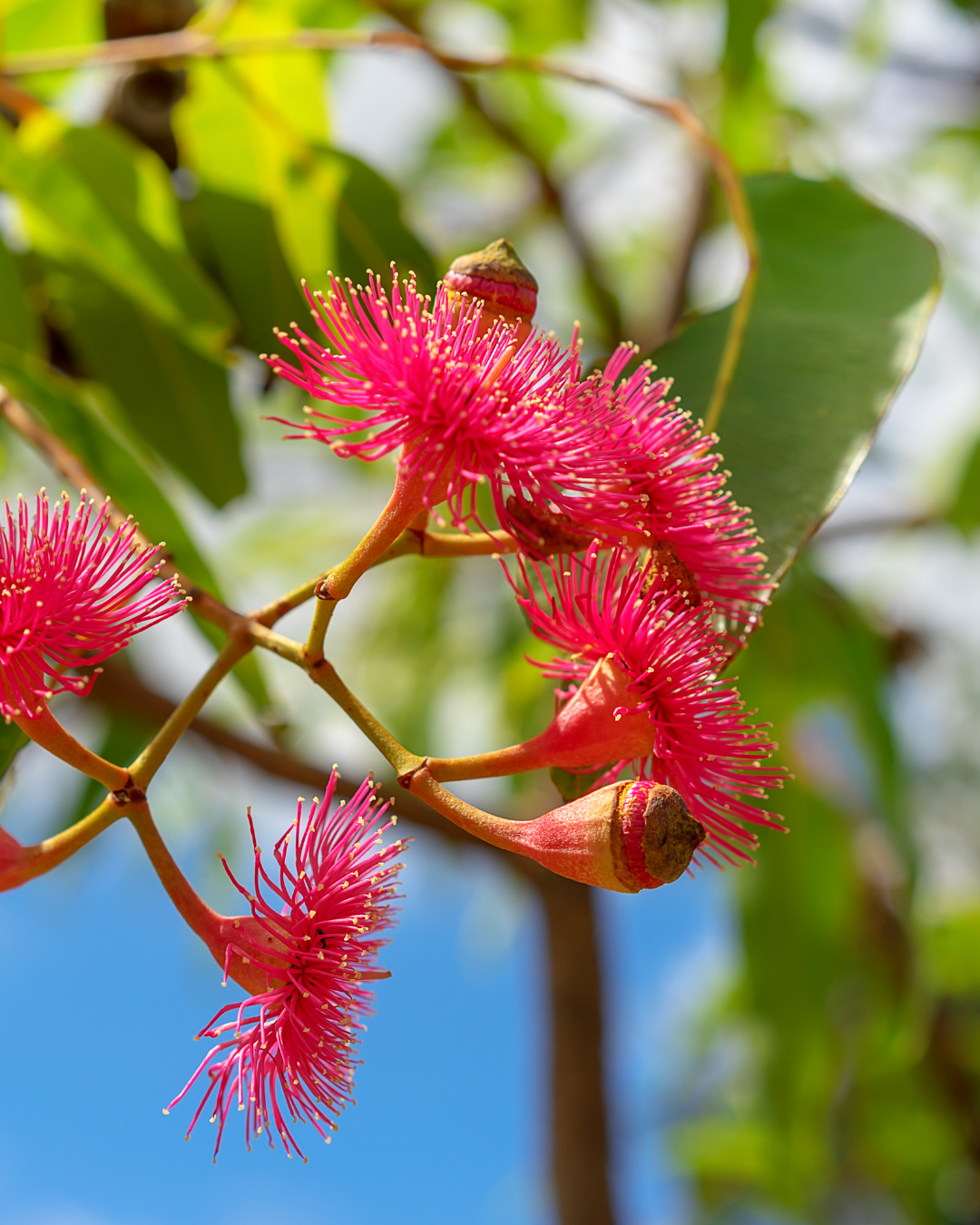 Corymbia ficifolica 'Calypso'
