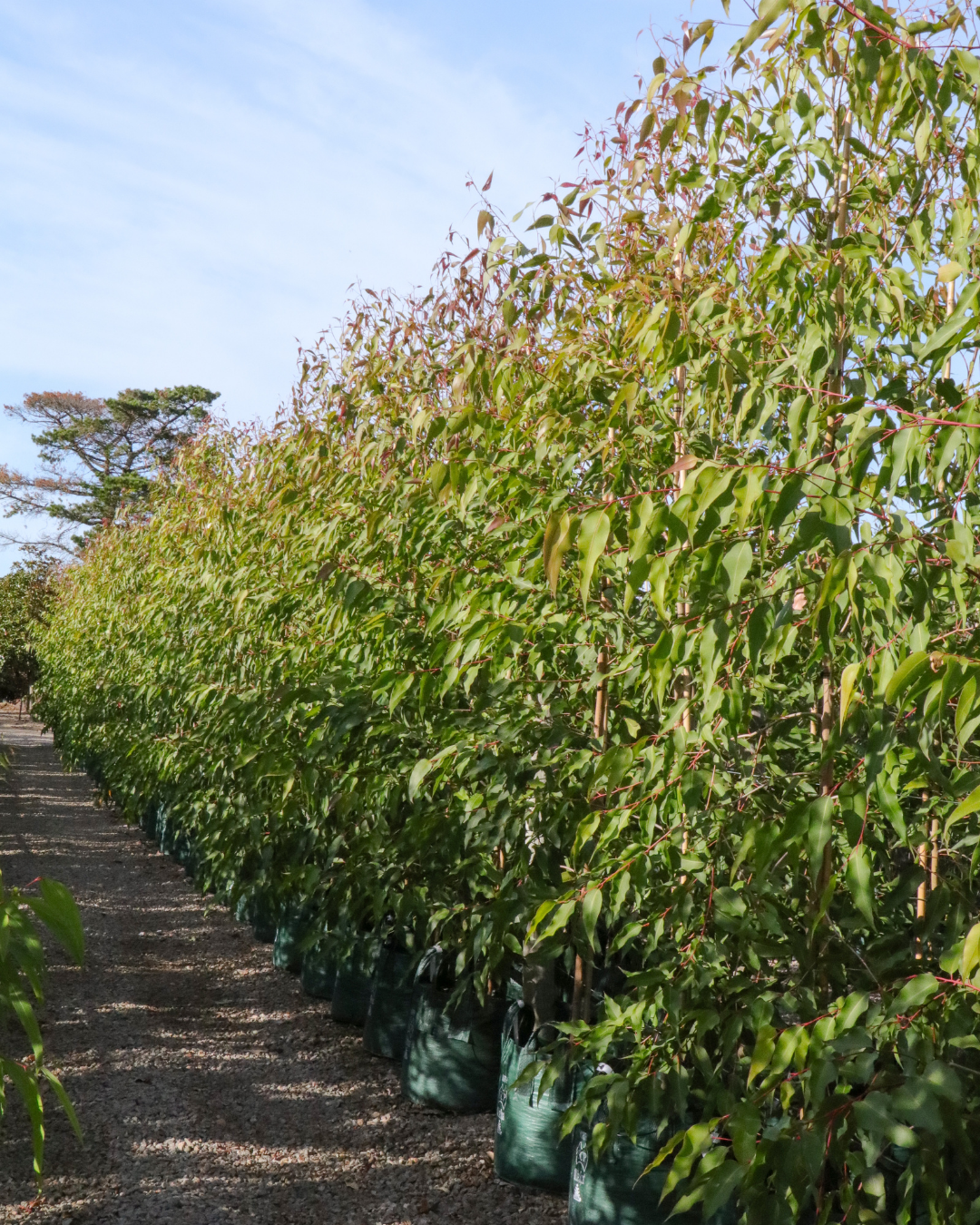 Corymbia maculata - Spotted Gum - Sale