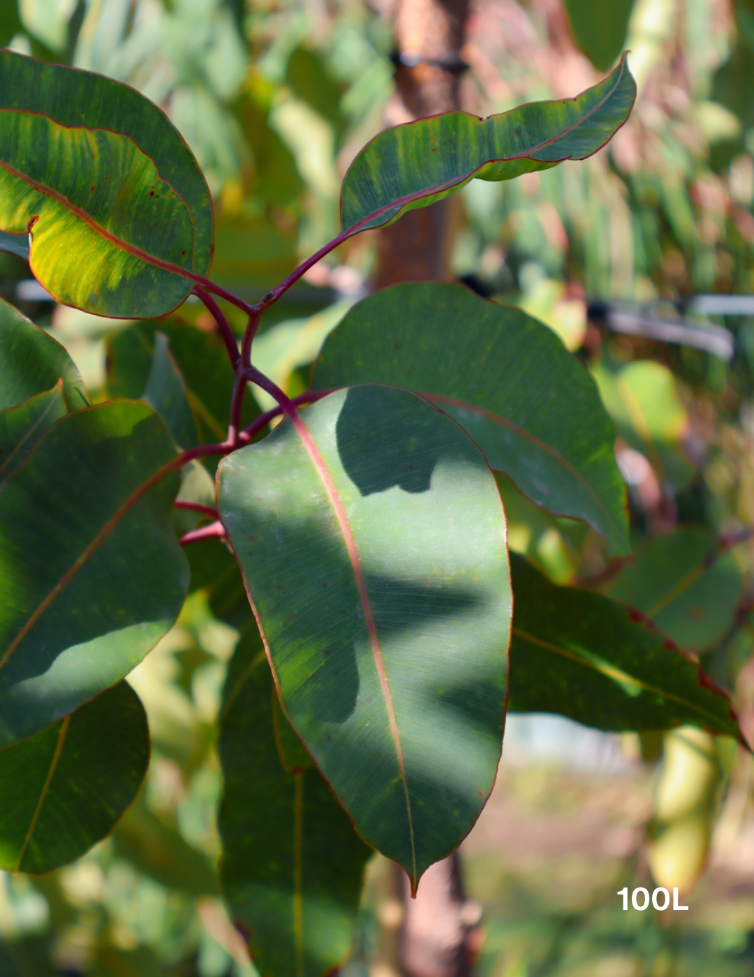 Corymbia Ficifolia - Evergreen Trees Direct