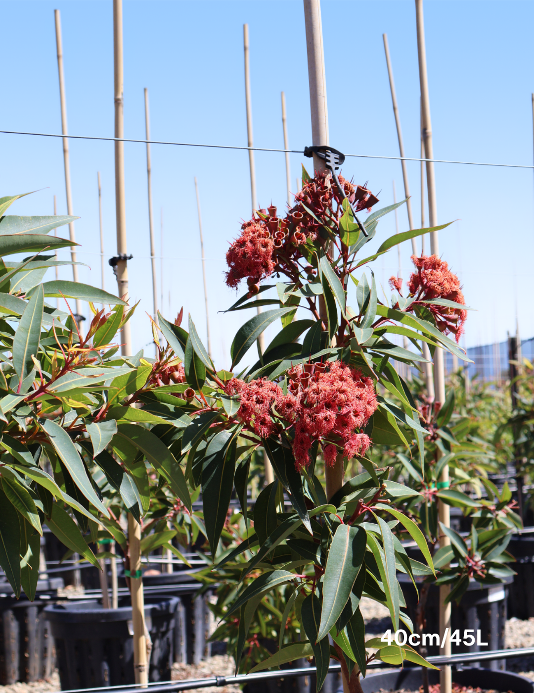 Corymbia ficifolica 'Calypso' - Evergreen Trees Direct
