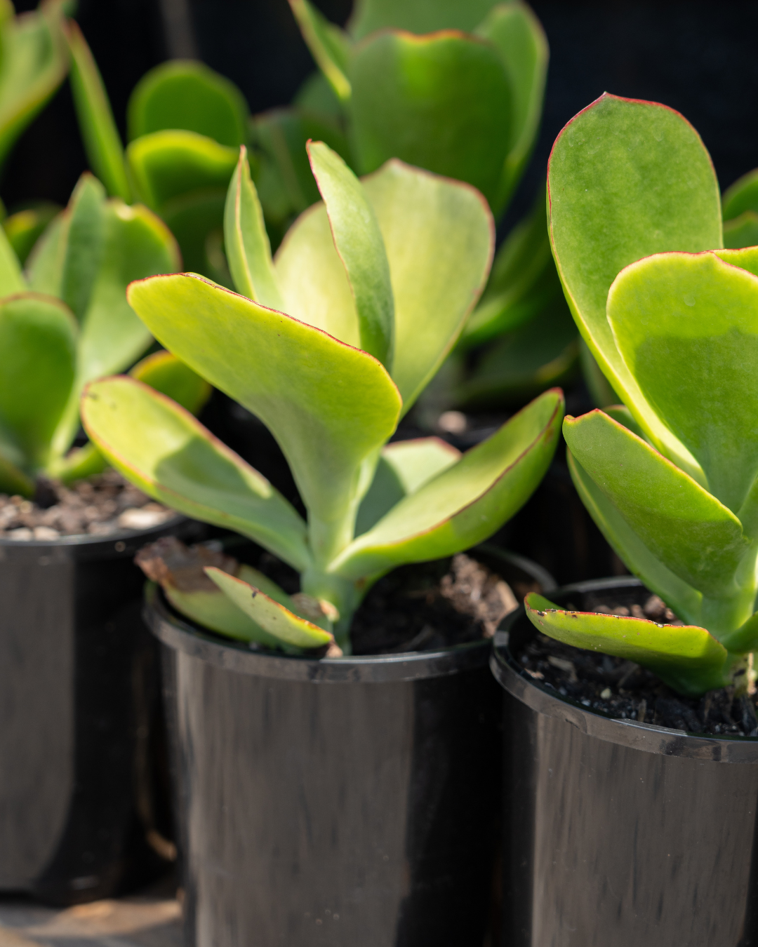 Cotyledon orbiculata var. oblonga ‘Macrantha’ – Pig’s Ear Succulent
