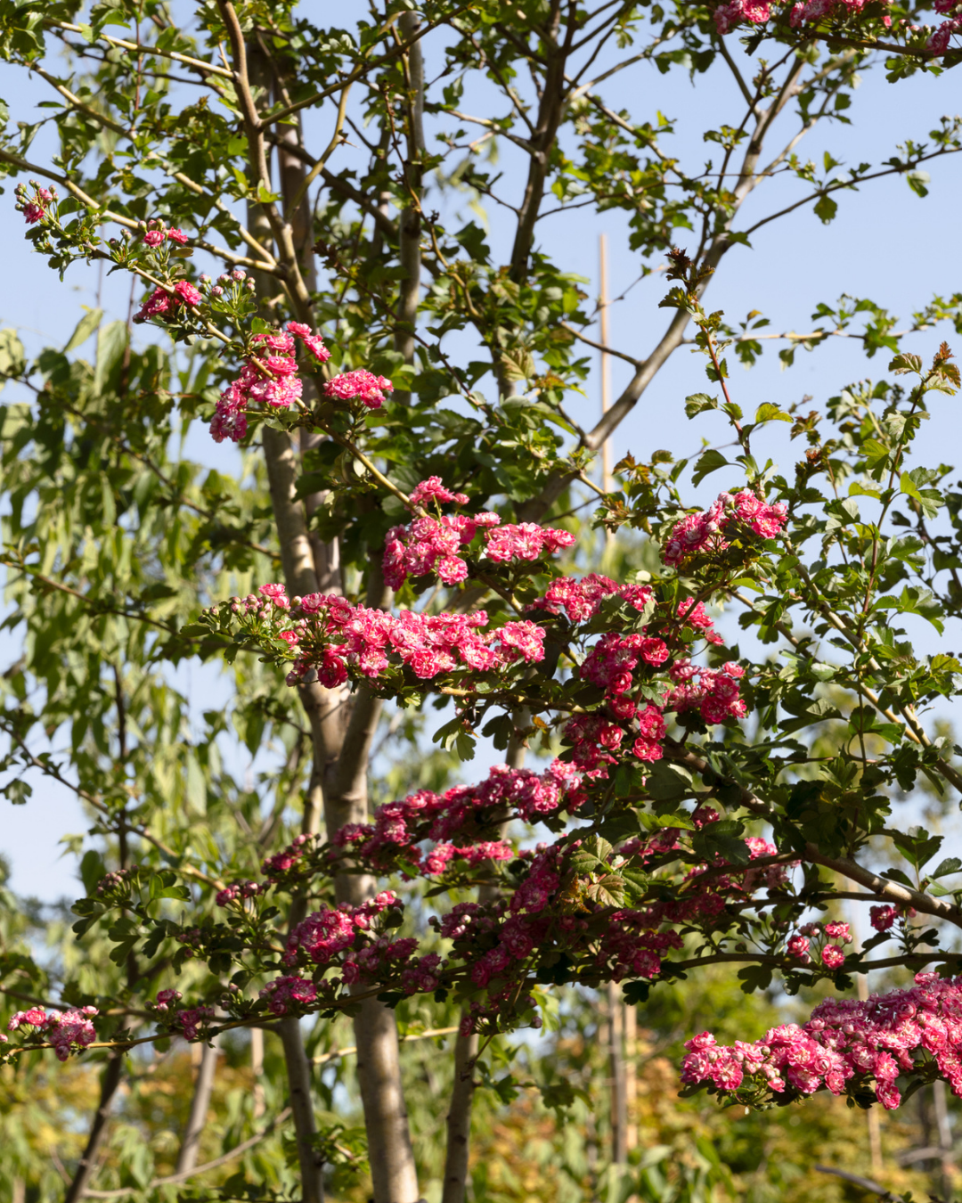 Crataegus laevigata ‘Paul’s Scarlet’ – Paul’s Scarlet Hawthorn