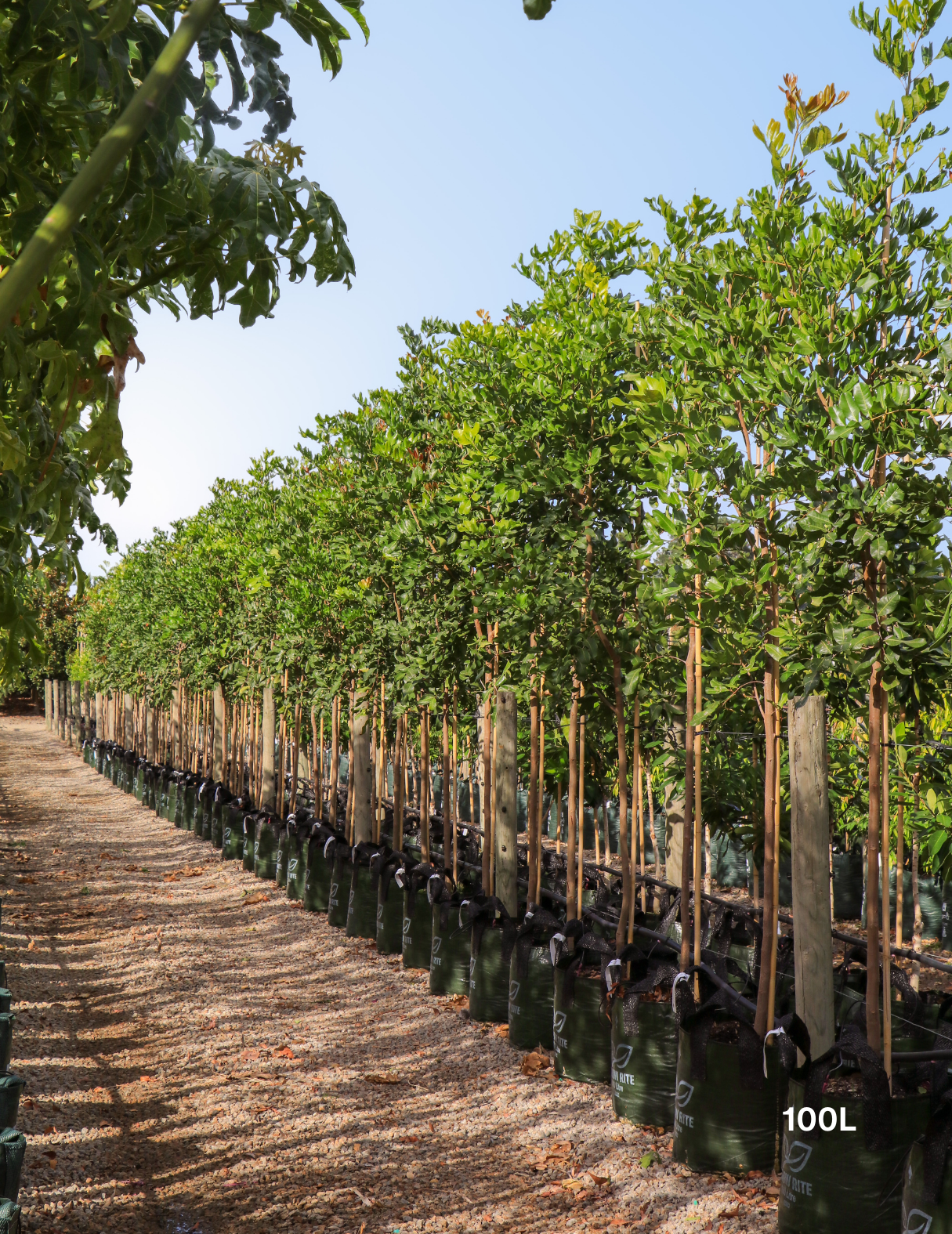 Cupaniopsis anacardioides (Tuckeroo Tree) - Evergreen Trees Direct