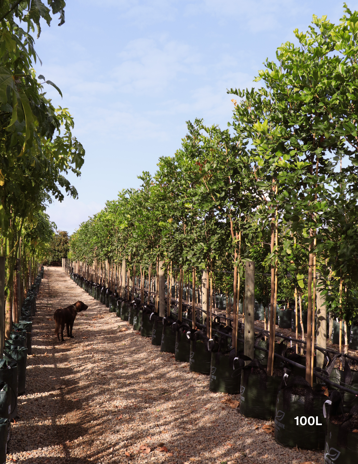 Cupaniopsis anacardioides (Tuckeroo Tree) - Evergreen Trees Direct
