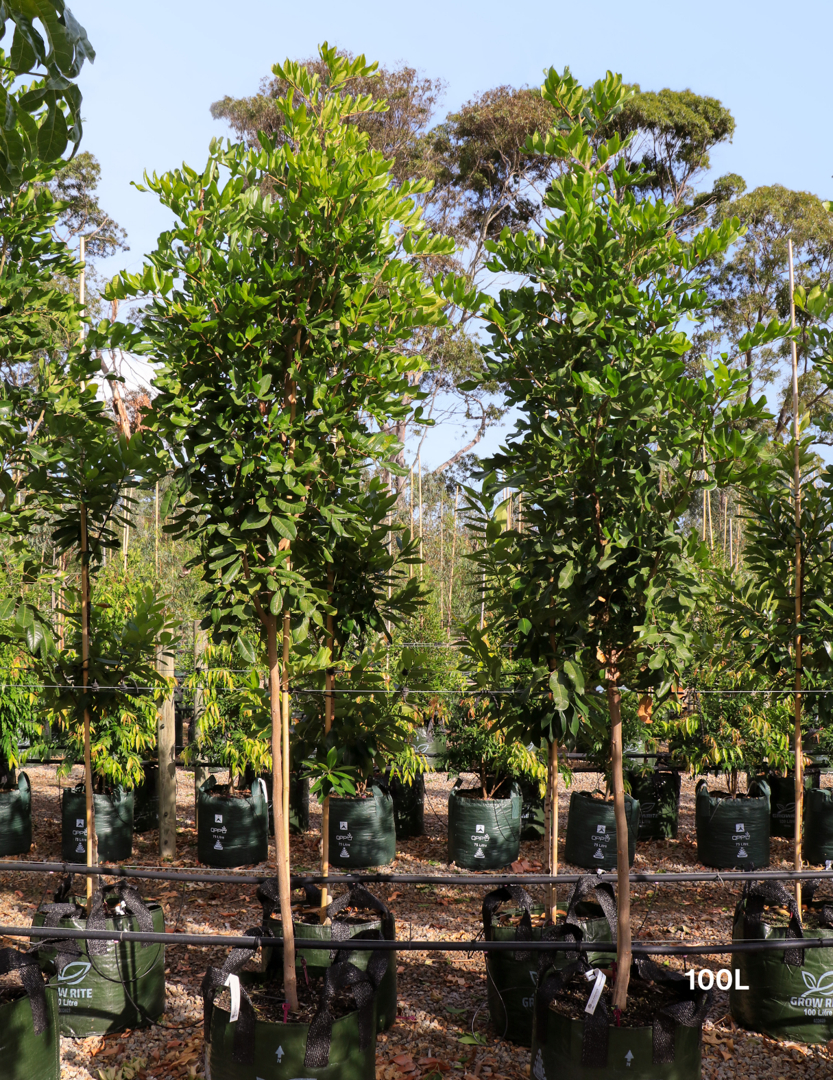 Cupaniopsis anacardioides (Tuckeroo Tree) - Evergreen Trees Direct