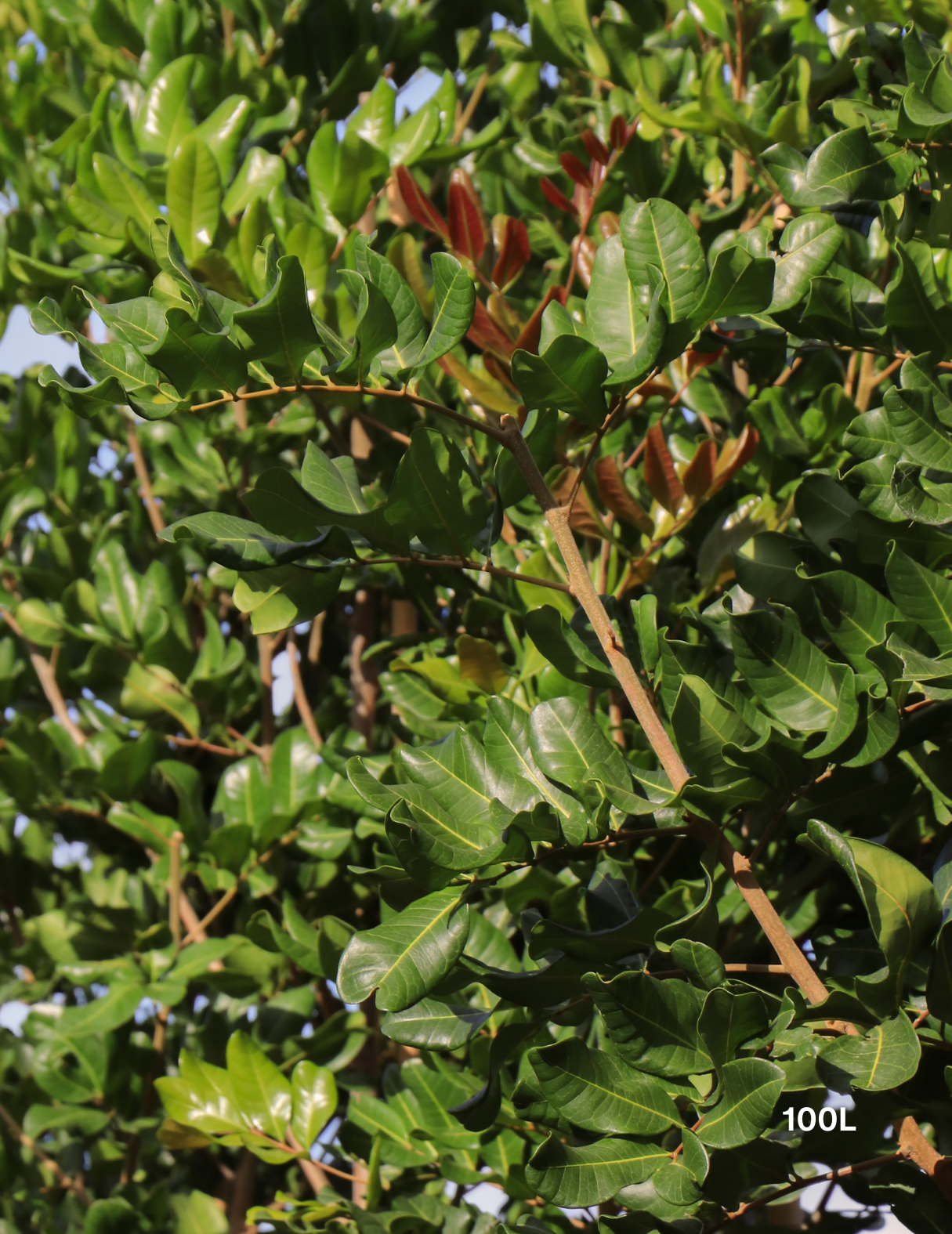 Cupaniopsis anacardioides (Tuckeroo Tree) - Evergreen Trees Direct