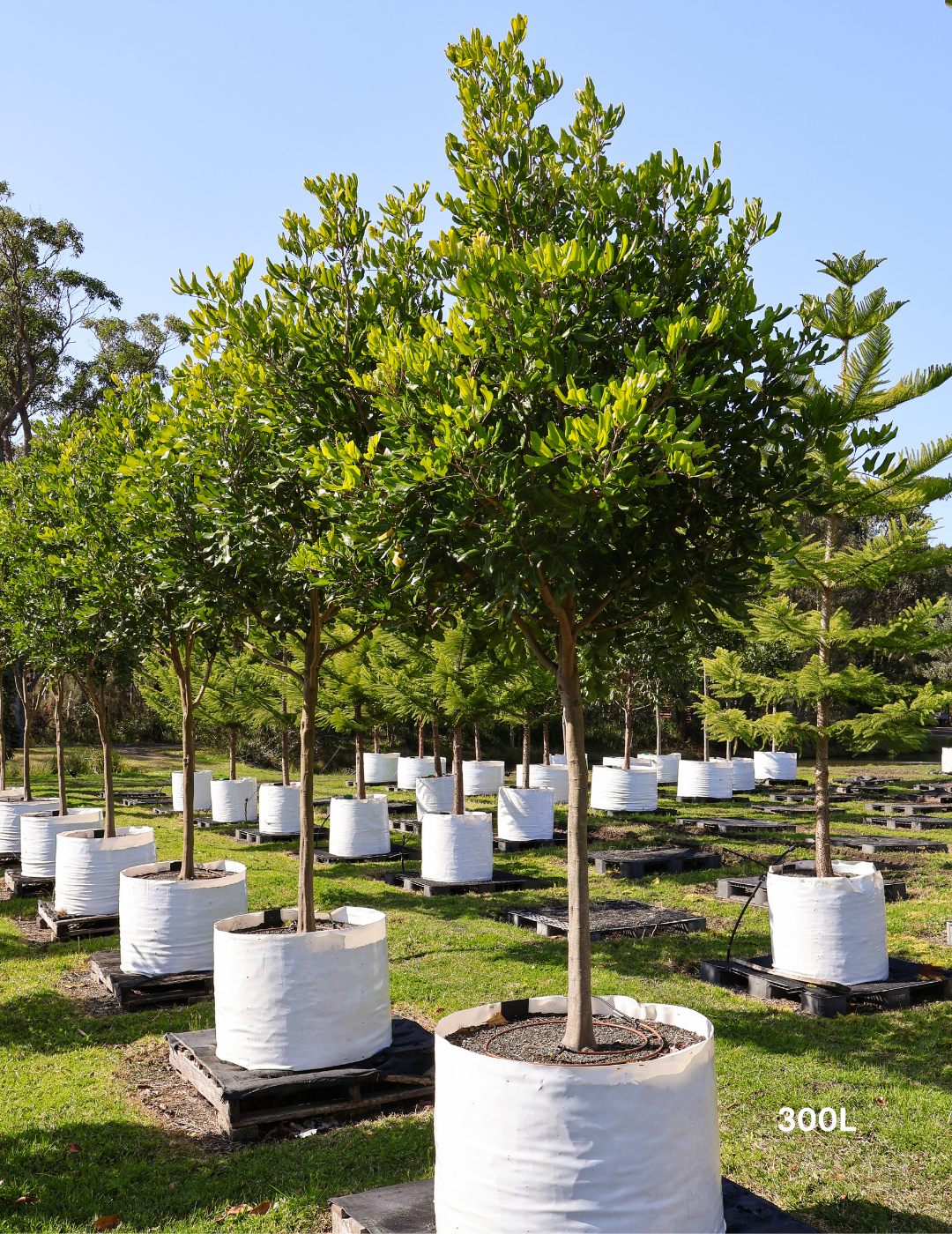Cupaniopsis anacardioides - Tuckeroo Tree