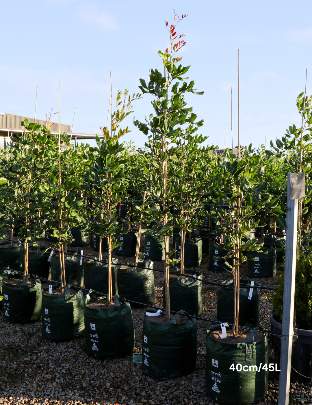 Cupaniopsis anacardioides - Tuckeroo Tree