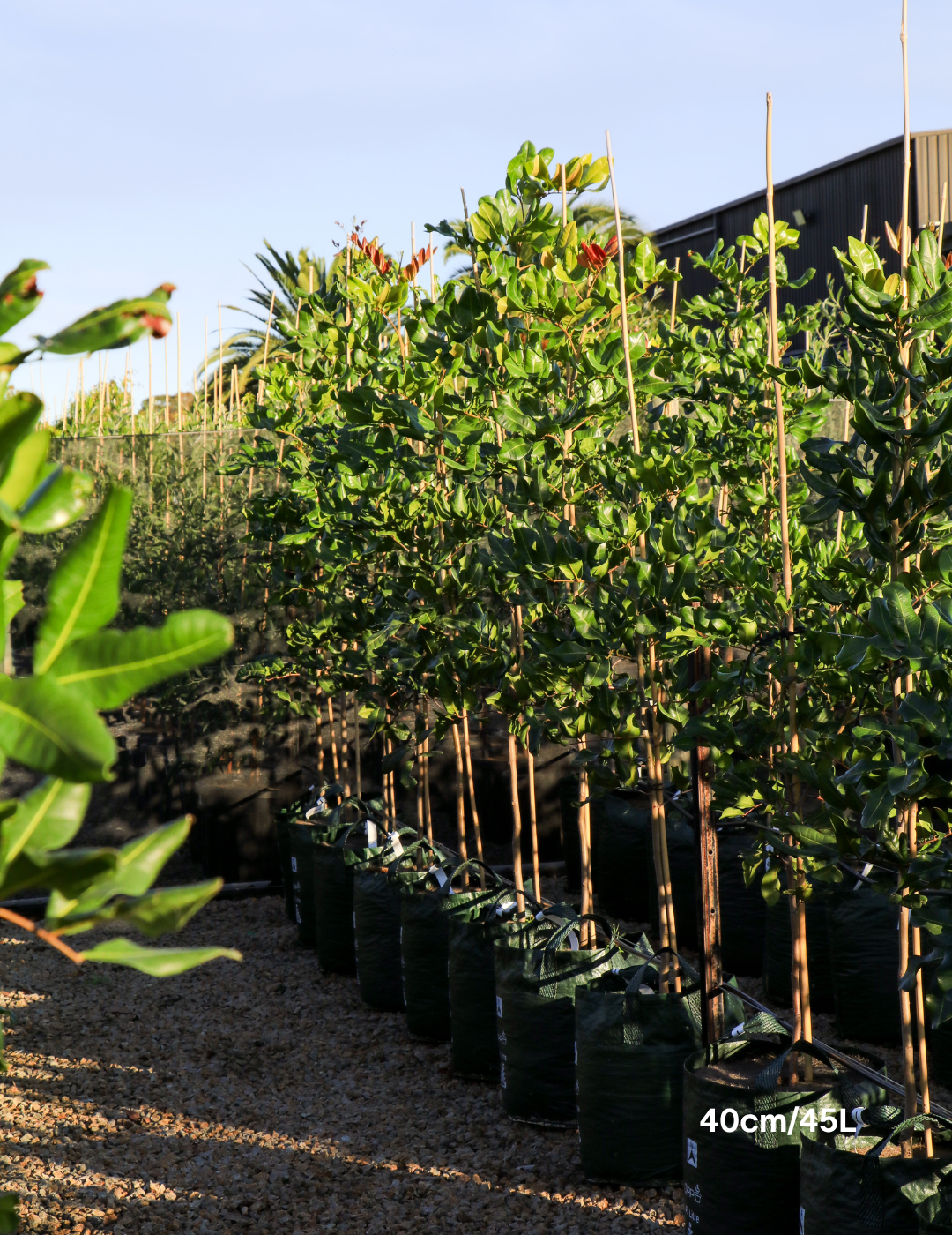 Cupaniopsis anacardioides - Tuckeroo Tree