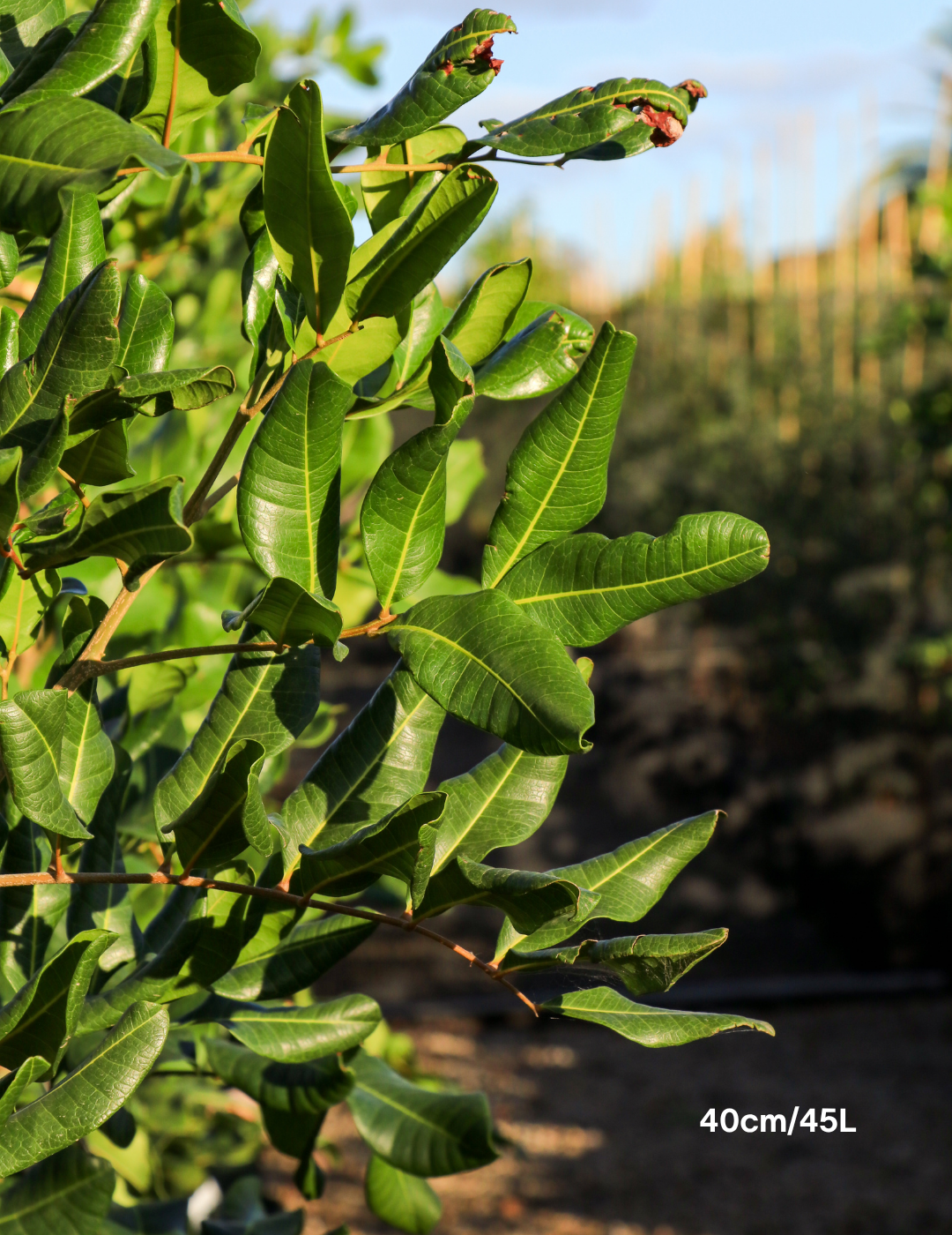 Cupaniopsis anacardioides - Tuckeroo Tree