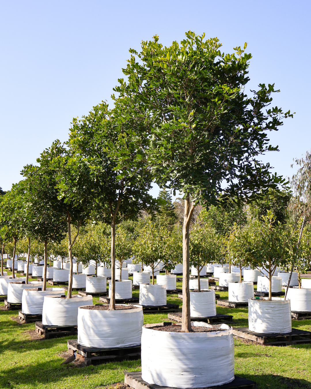 Cupaniopsis anacardioides Tuckeroo Tree