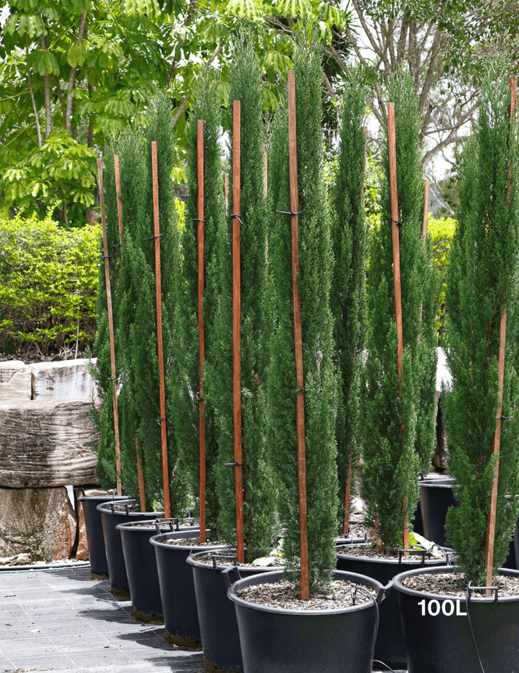 Cupressus sempervirens 'Glauca' - Italian Pencil Pine