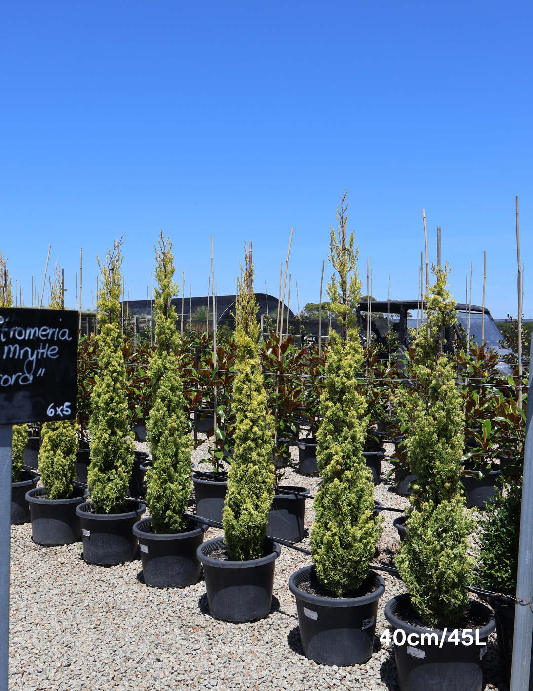 Cupressus 'Swane's Gold' - Evergreen Trees Direct