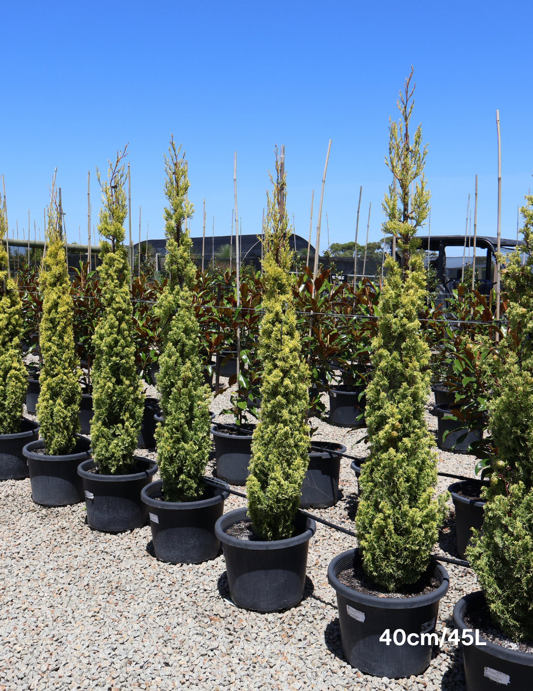 Cupressus 'Swane's Gold' - Evergreen Trees Direct