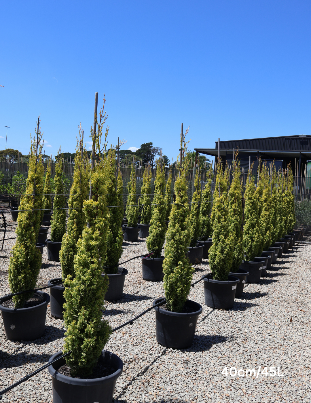Cupressus 'Swane's Gold' - Evergreen Trees Direct