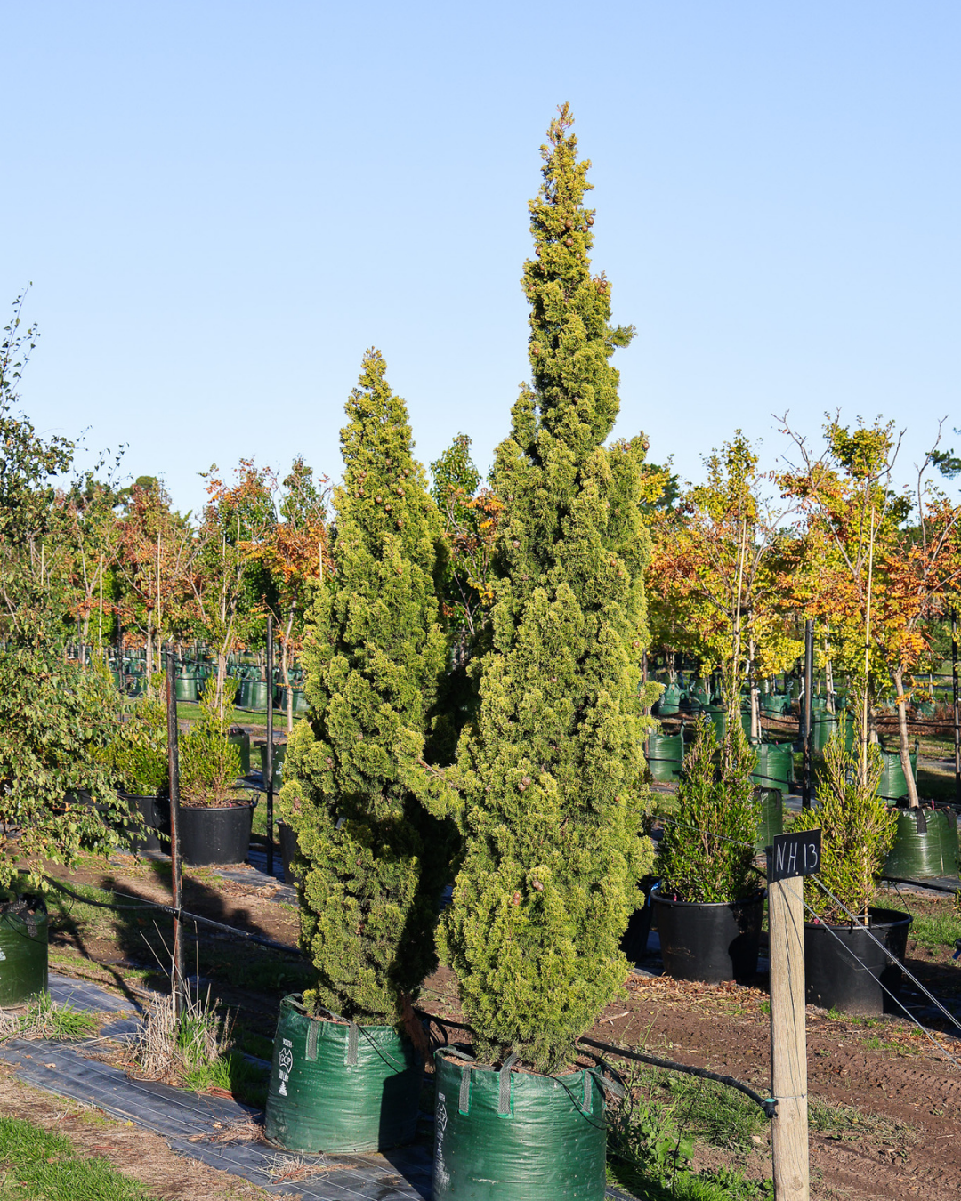 Cupressus sempervirens 'Swane's Gold'