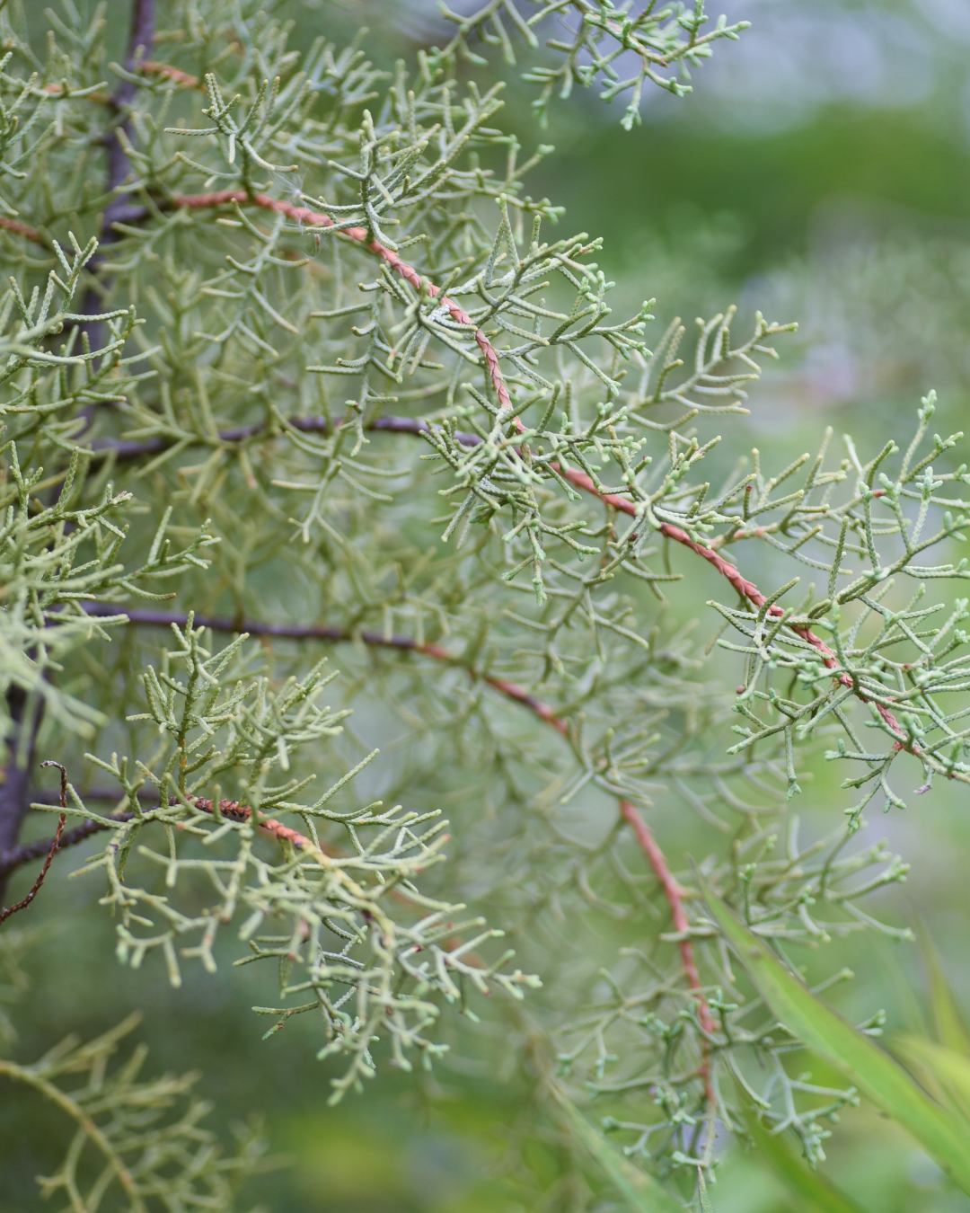 Cupressus glabra ‘Blue Ice’ – Blue Ice Arizona Cypress