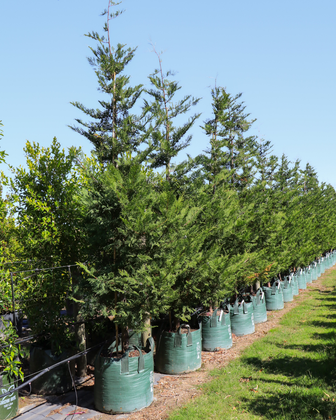 Cupressus leylandii 'Better Green'