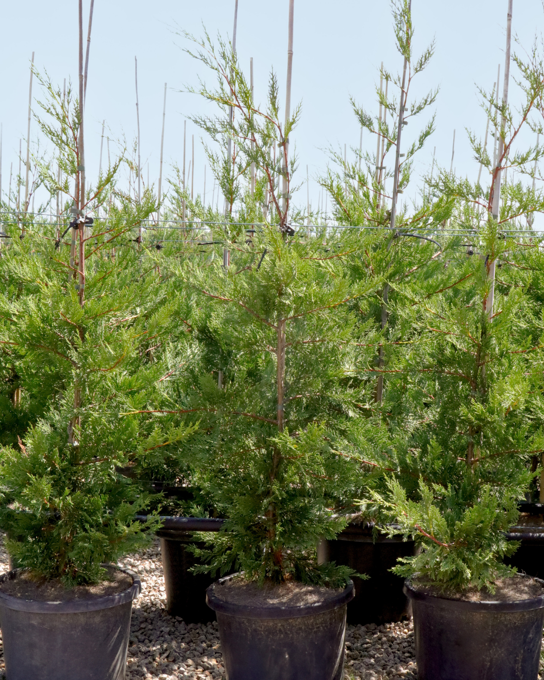 Cupressus leylandii 'Leighton Green'