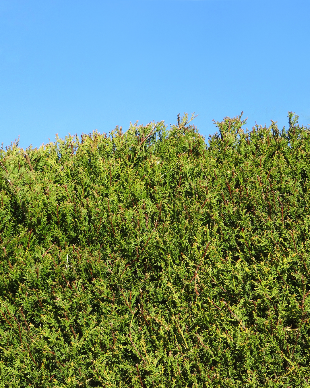 Cupressus macrocarpa 'Goldcrest' Castlewellan Gold