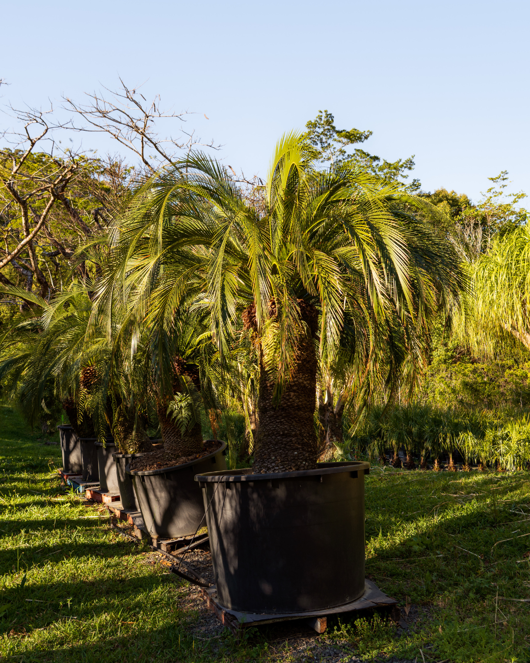 Cycas revoluta - Sago Palm